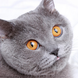 Similar image 11497728