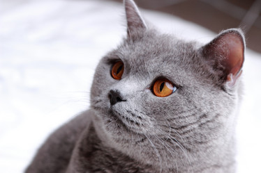 Similar image 11497750