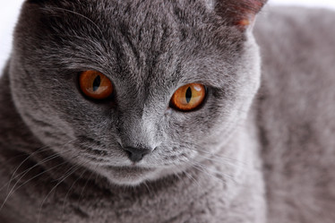 Similar image 11497896