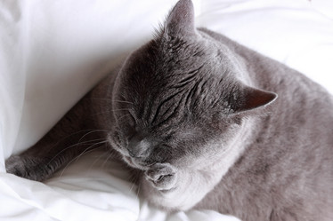 Similar image 11497884