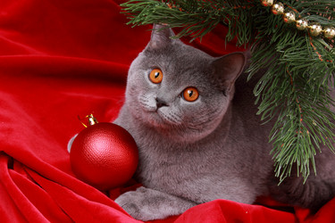 Similar image 11484207