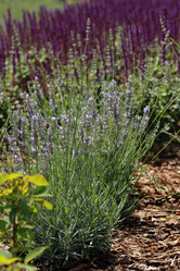 Similar image 11484214