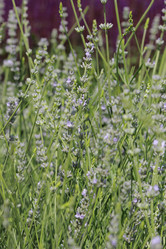 Similar image 11484273