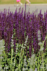 Similar image 11484352