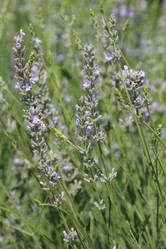 Similar image 11484390