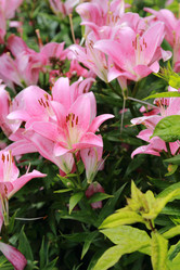 Similar image 11484473