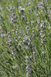 Similar image 11484513