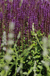 Similar image 11484537