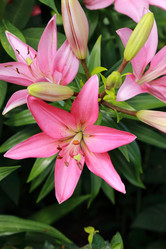 Similar image 11484552