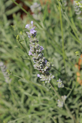 Similar image 11484696