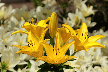 Similar image 11484793