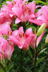 Similar image 11484857