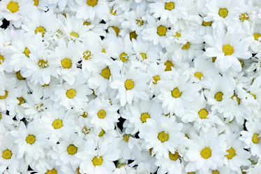 Similar image 11484915