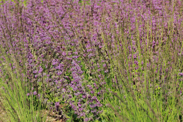 Similar image 11485050