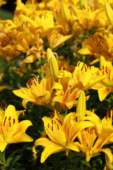 Similar image 11484475