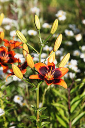 Similar image 11469281