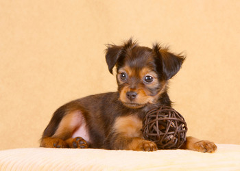 Similar image 11472006