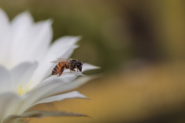 Similar image 11472374