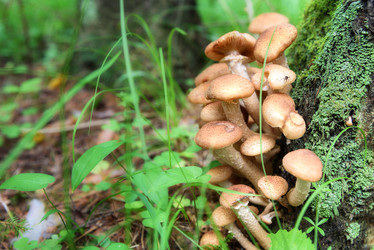 Similar image 11474882