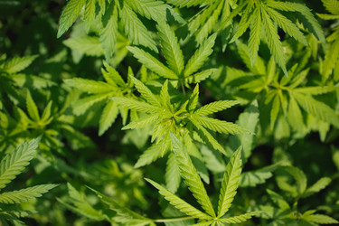 Similar image 11493011