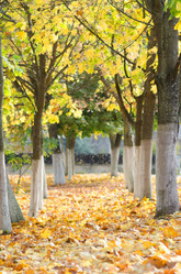 Similar image 11474960