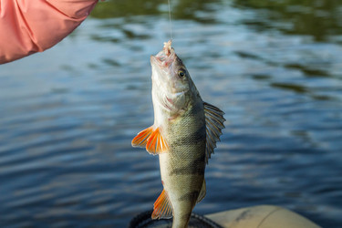 Similar image 11477516