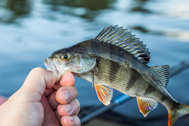 Similar image 11477522