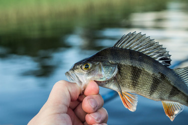 Similar image 11477523