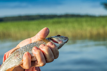 Similar image 11477556