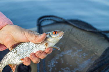 Similar image 11477559