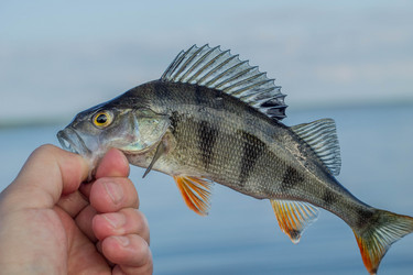 Similar image 11477561