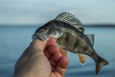 Similar image 11477562