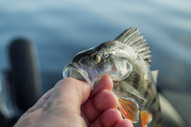 Similar image 11477563