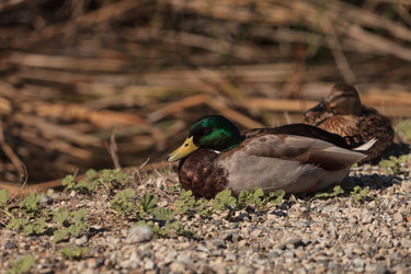 Similar image 11477732