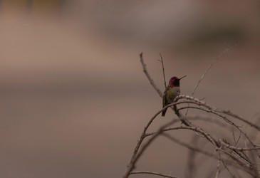 Similar image 11477736