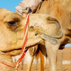 Similar image 11477172