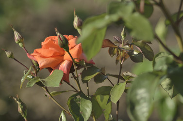 Similar image 11477409