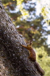 Similar image 11477502