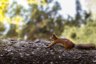 Similar image 11477504