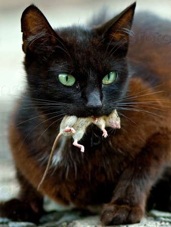 кошка с мышью в зубах