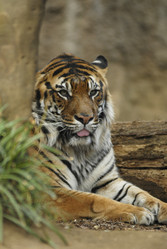 Similar image 11483896