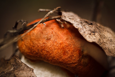 Similar image 11481823