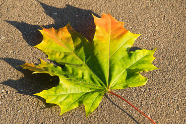 Similar image 11485390