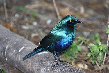 Similar image 11485179