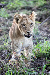 Similar image 11485188