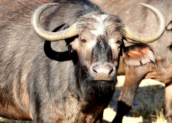 Similar image 11485172