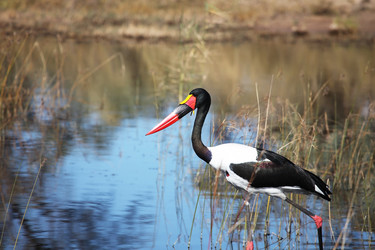 Similar image 11487358