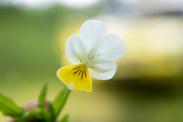 Similar image 11487292