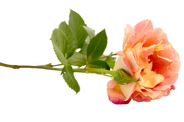 Similar image 11487313