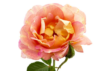 Similar image 11487314